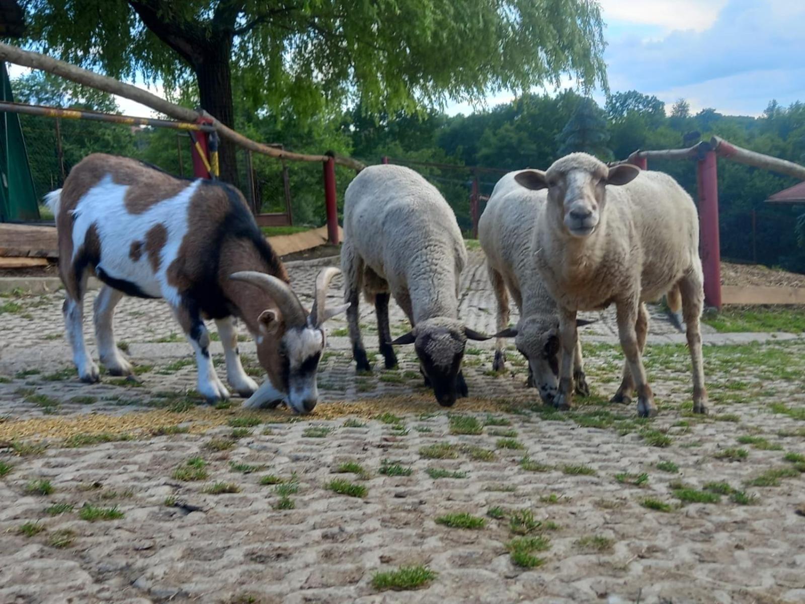 Koperkowe Rancho Beskid Wyspowy Domek Malopolskie Kamionna Kamionna  Exterior foto