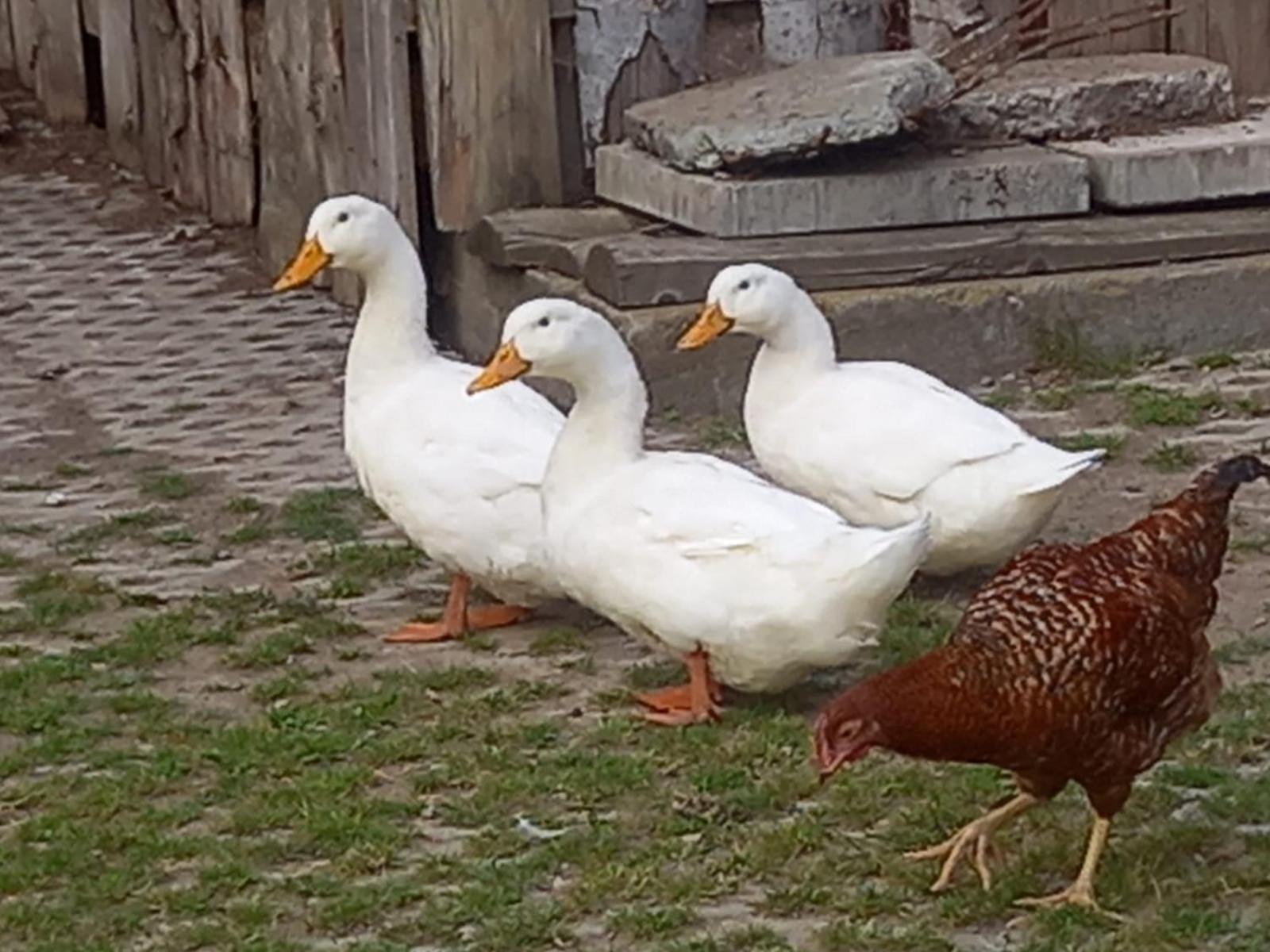 Koperkowe Rancho Beskid Wyspowy Domek Malopolskie Kamionna Kamionna  Exterior foto