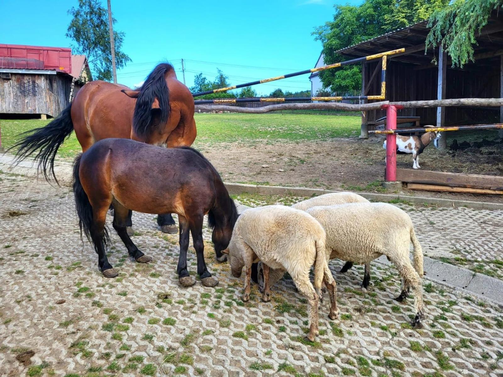 Koperkowe Rancho Beskid Wyspowy Domek Malopolskie Kamionna Kamionna  Exterior foto