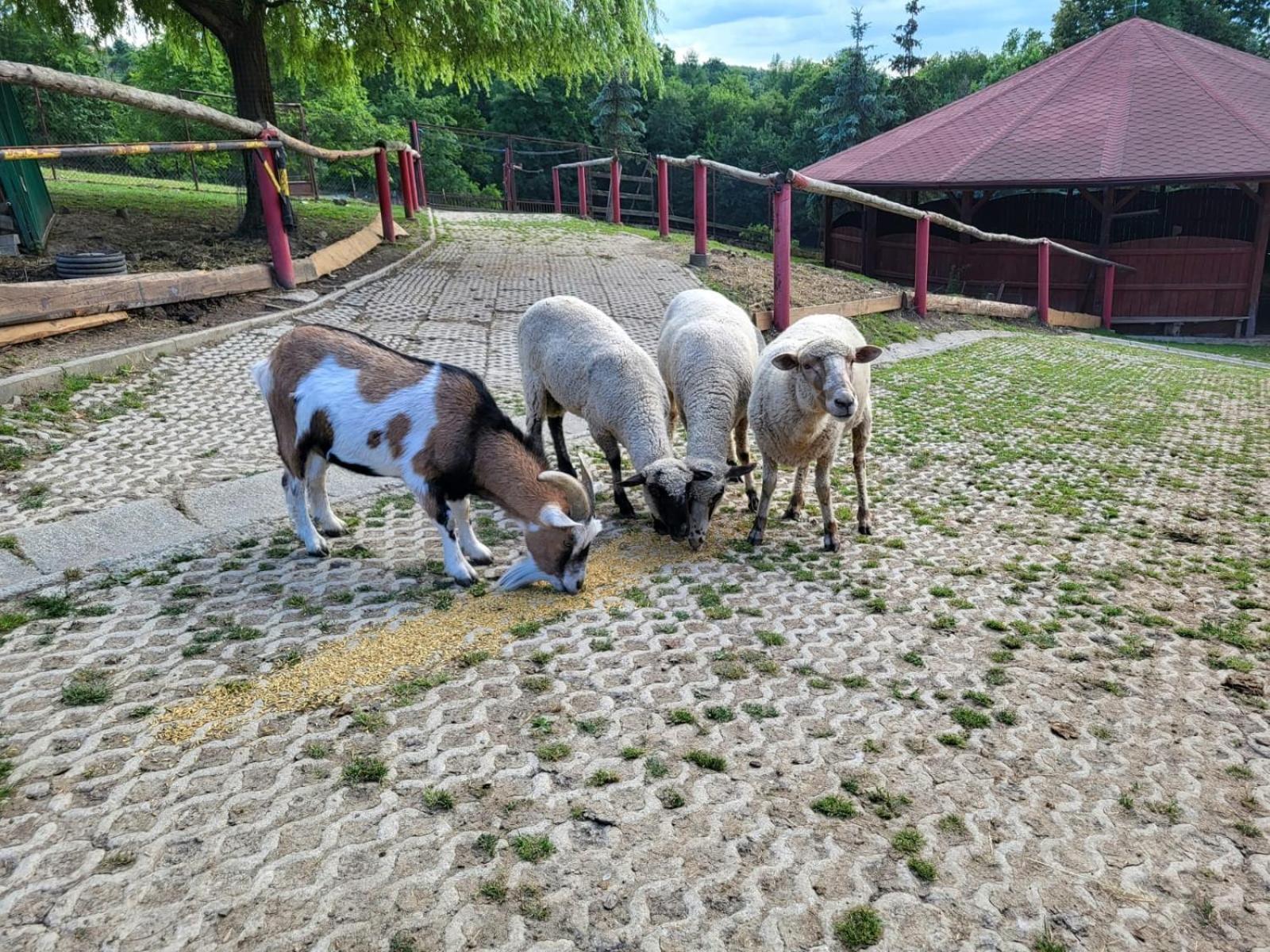 Koperkowe Rancho Beskid Wyspowy Domek Malopolskie Kamionna Kamionna  Exterior foto